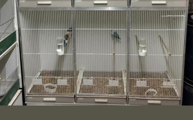 Gehu vluchtkooi gezocht, Dieren en Toebehoren, Vogels | Hokken en Kooien, Ophalen, Hout, Vogelkooi