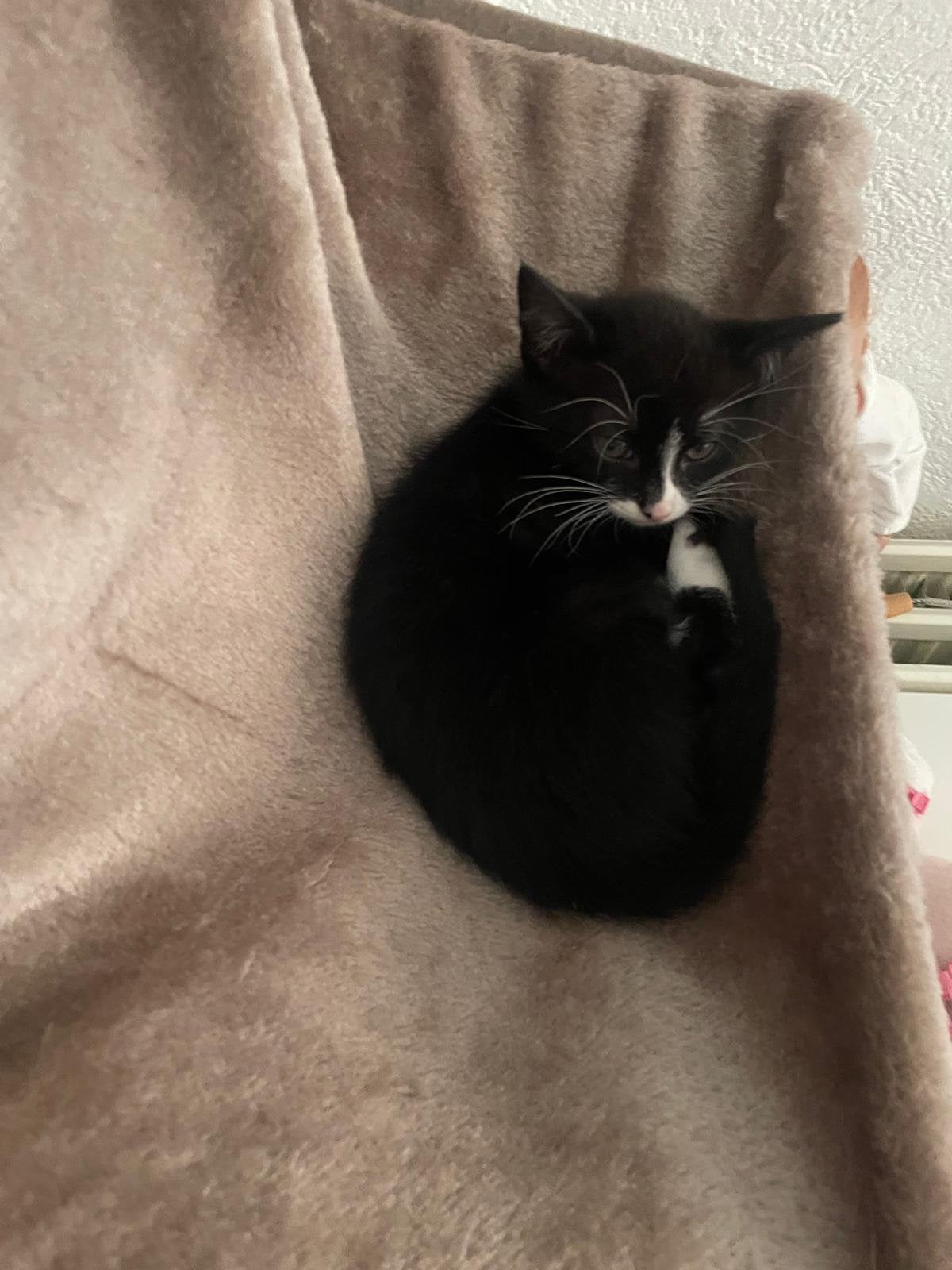 lieve kitten opzoek naar een fijn nieuw thuis, Poes