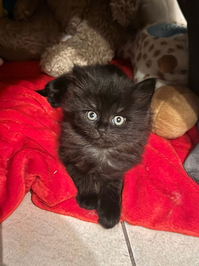 Langharige zwarte kitten perzische langhaar kruising ragdol, Dieren en Toebehoren