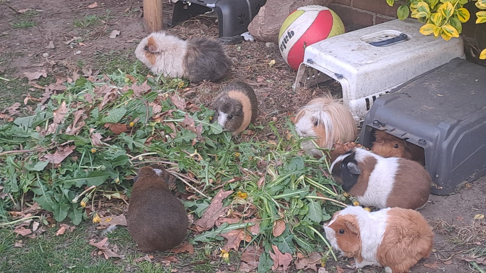 Knaagdieren opvang Postmus Apeldoorn, Maart, Meerdere dieren, Cavia