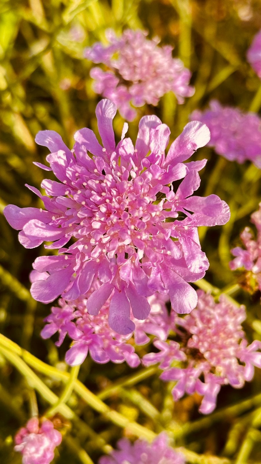 Scabiosa ‘Pink Mist’ - Zaden uit eigen gifvrije tuin, Ophalen of Verzenden, Voorjaar, Volle zon, Zaad