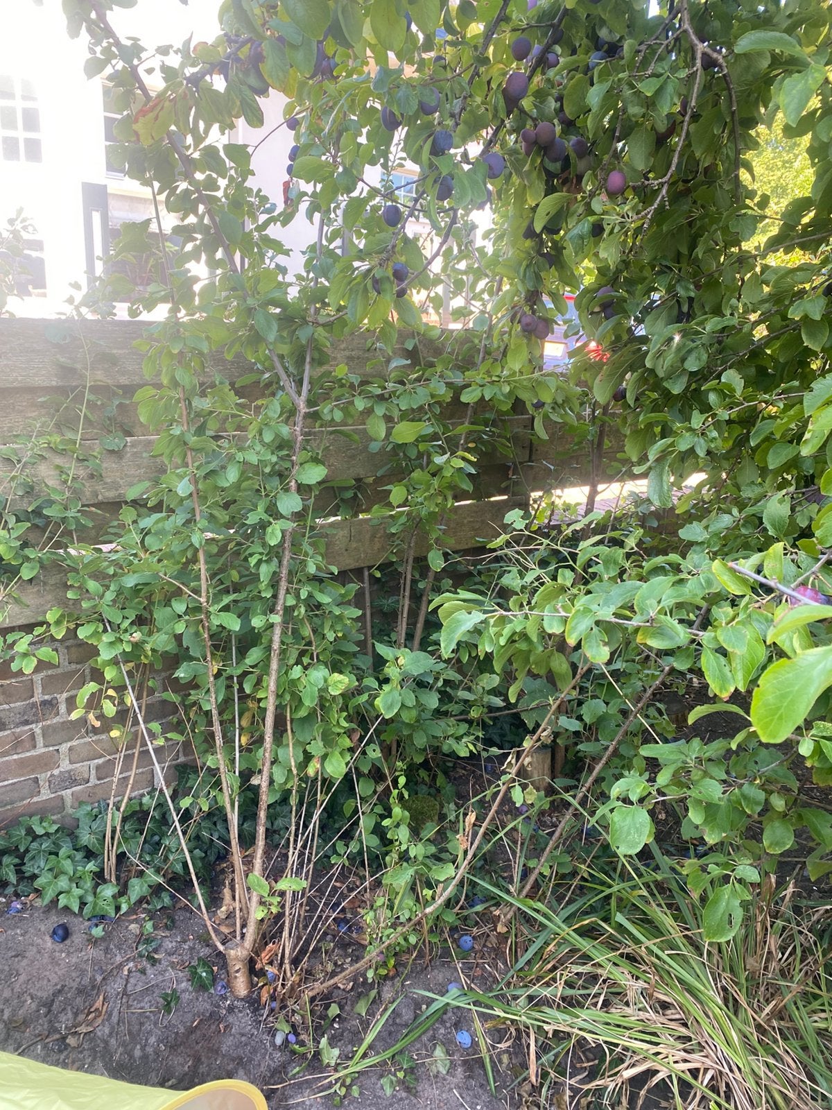 Jonge pruimenboompjes (gratis), Ophalen, Lente, Volle zon, Pruimenboom