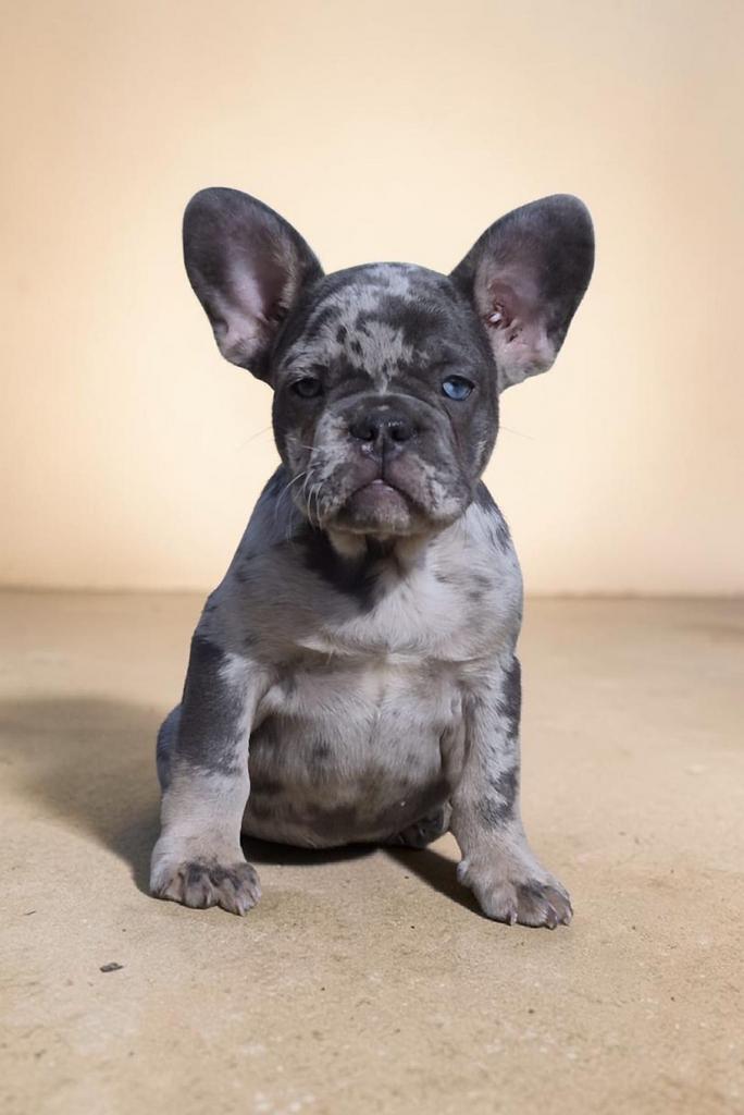 Prachtige Raszuivere Franse Bulldog Pups, Dieren en Toebehoren, 15 weken tot 1 jaar, Buitenland, Parvo, Bulldog