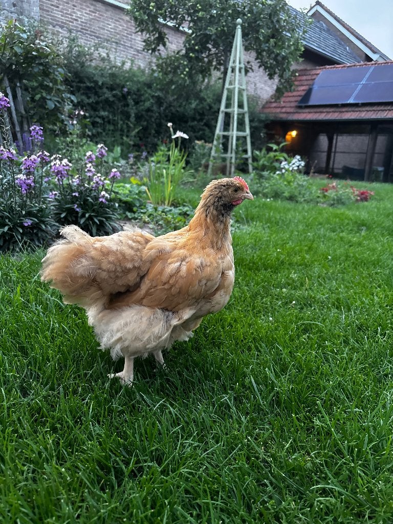 Orpington haan, Mannelijk, Kip
