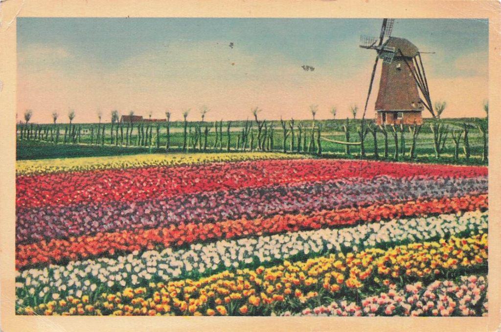 703-483-023 Hollandse Bloembollenvelden, Verzamelen, Ansichtkaarten | Nederland, Verzenden, Voor 1920, Noord-Holland