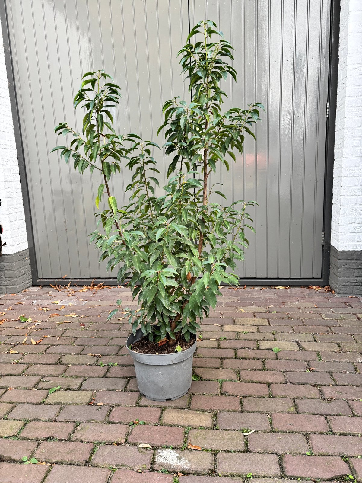 Portugese Laurier, Tuin en Terras, Planten | Bomen, Ophalen, In pot, 100 tot 250 cm