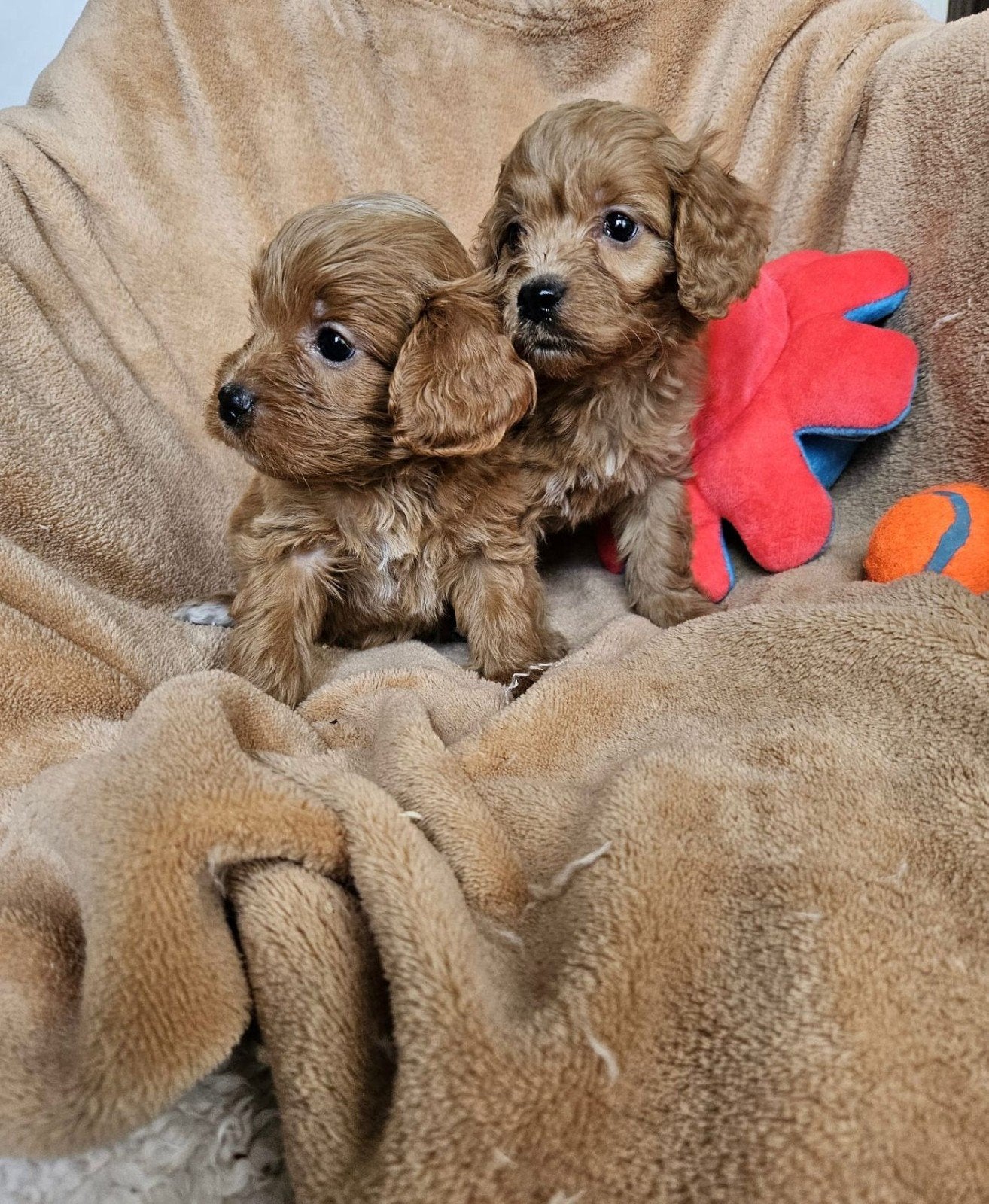 Maltipoo pups boomer, Overige rassen, 8 tot 15 weken, Meerdere, Meerdere dieren