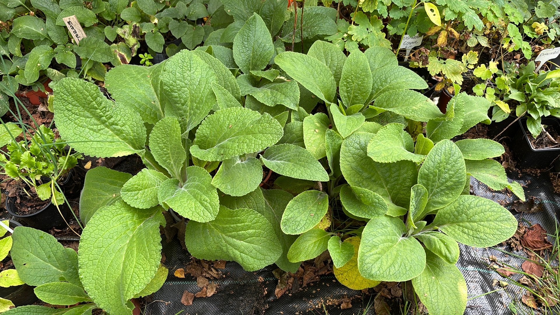 Vingerhoedskruid - nu planten, volgend jaar bloei., Ophalen, Overige soorten, Halfschaduw