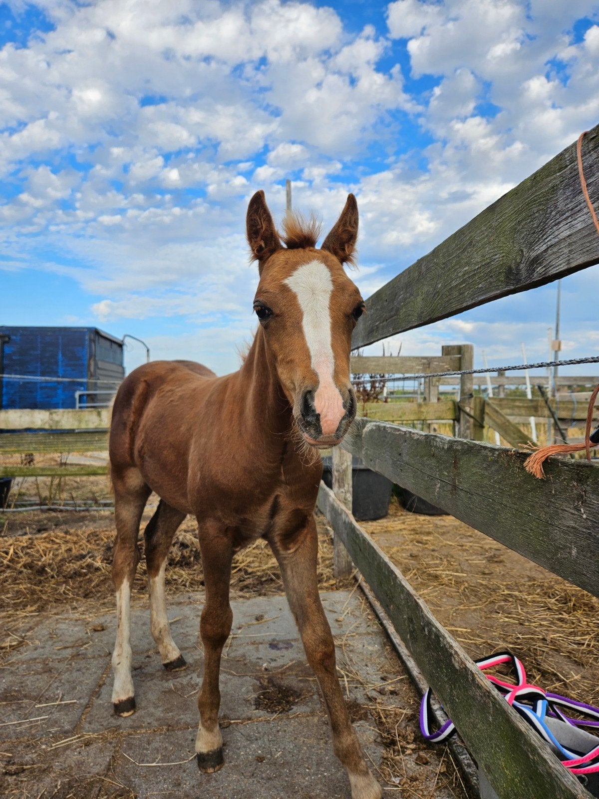 welsh hengstje, Minder dan 160 cm, Dressuurpaard, 0 tot 2 jaar, Hengst