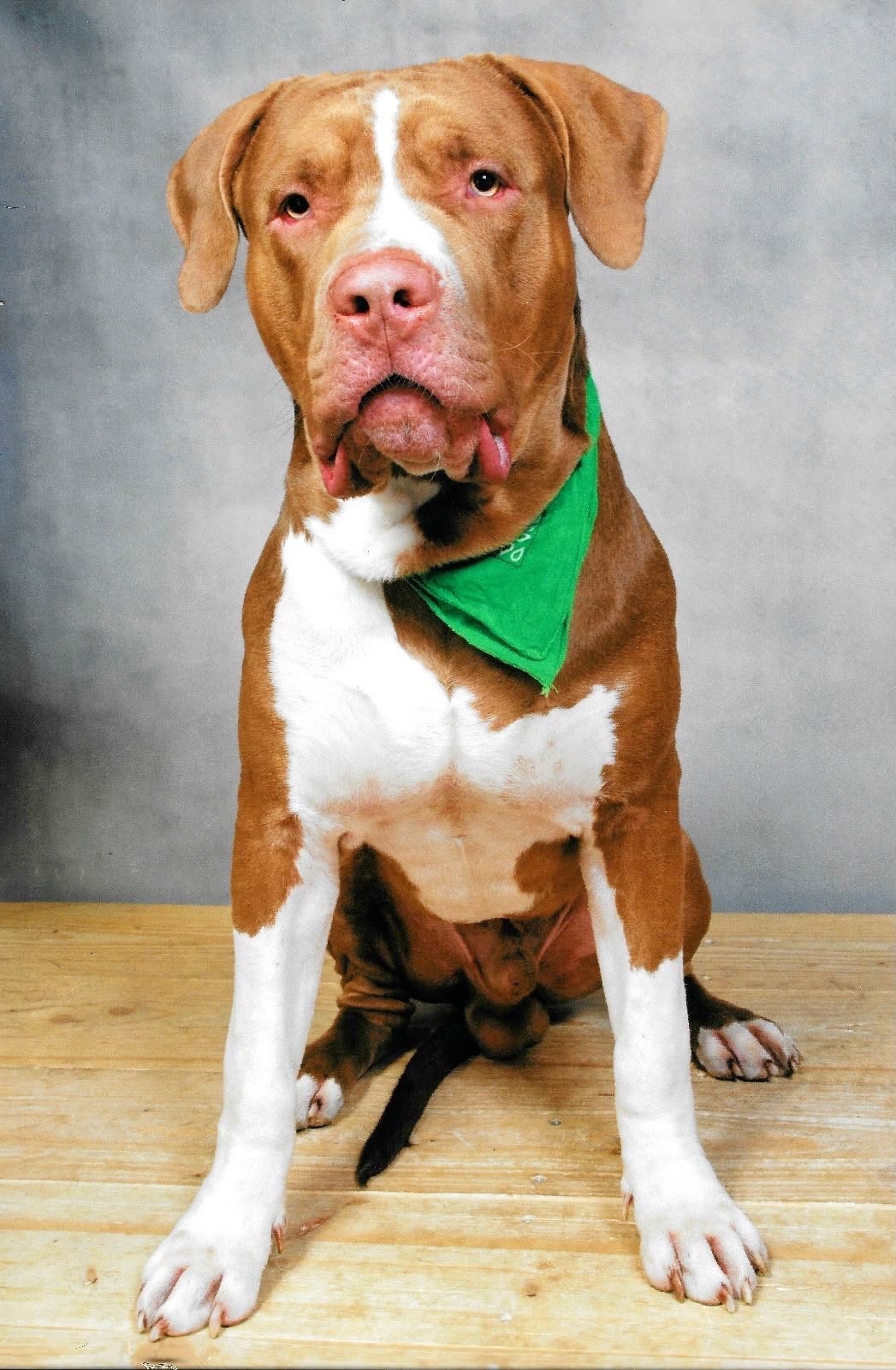 American Pitbull XL, Dieren en Toebehoren, Reu, CDV (hondenziekte), 1 tot 2 jaar, Groot