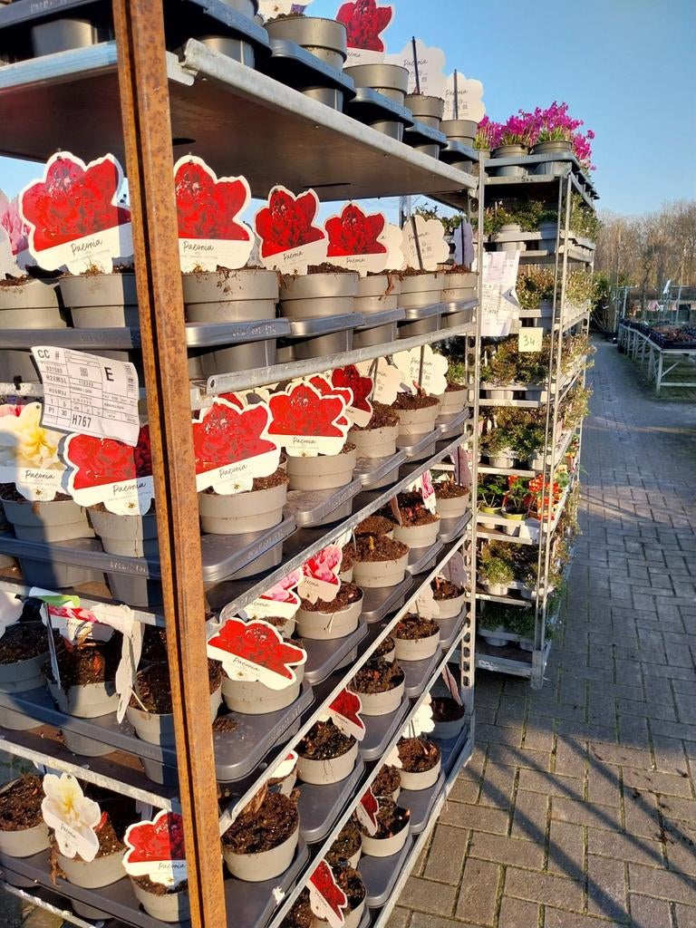 Pioenrozen in diverse kleuren - Prachtige Vaste Planten, Tuin en Terras, Planten | Tuinplanten, Volle zon, Vaste plant, Lente