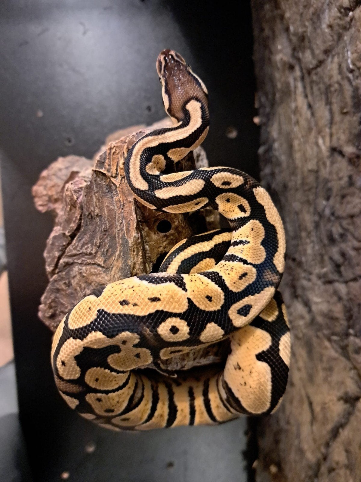 koningspython (regius) firefly vrouw Ball Python photo 6