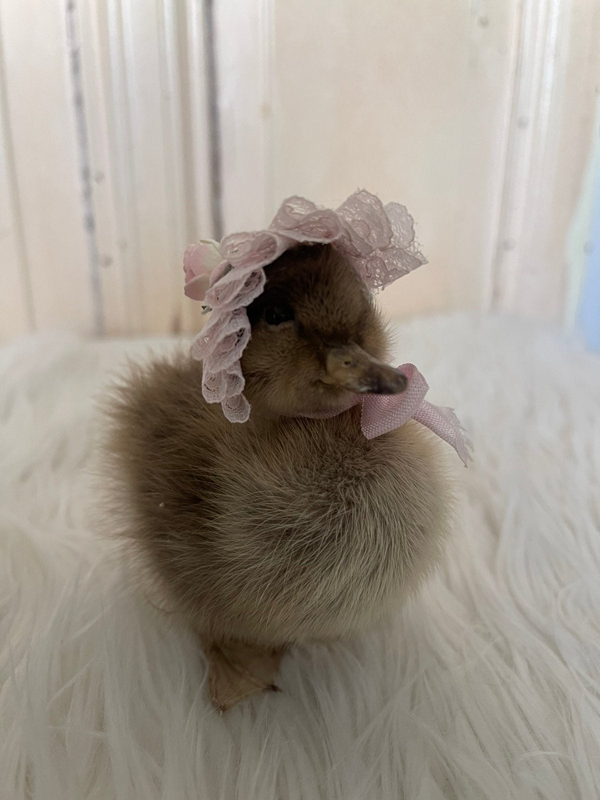 Vintage / brocante opgezet eendje met roze mutsje, Ophalen of Verzenden