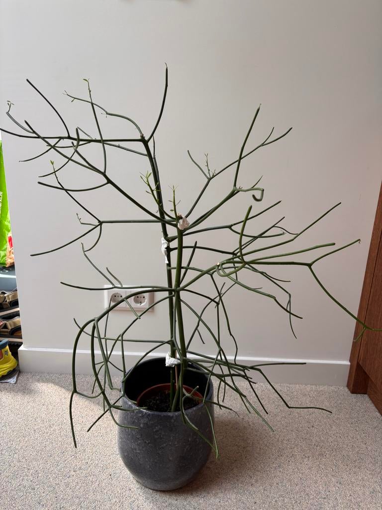 Grote Euphorbia tirucalli (potloodplant /koraalcactus) 90cm, Volle zon, Vaste plant, Bloeit niet, Ophalen