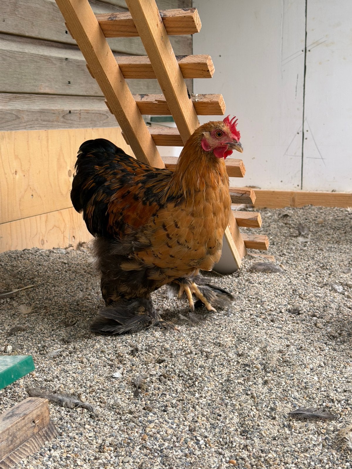 Twee zeer vriendelijke Cochin en Cochin x Serama hanen, Dieren en Toebehoren, Mannelijk, Kip