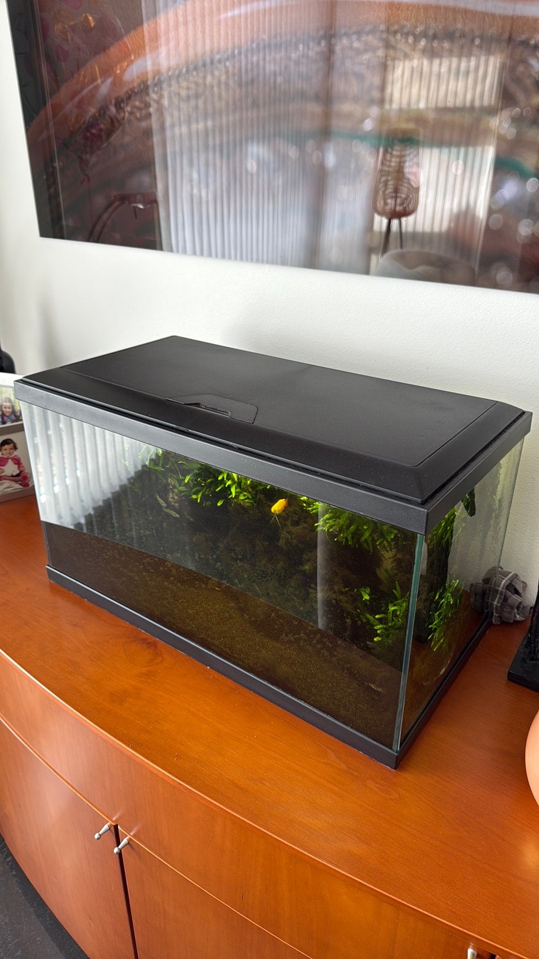 Auquarium met +- 10 vissen, Gebruikt, Gevuld zoetwateraquarium, Tetra, Inclusief vissen