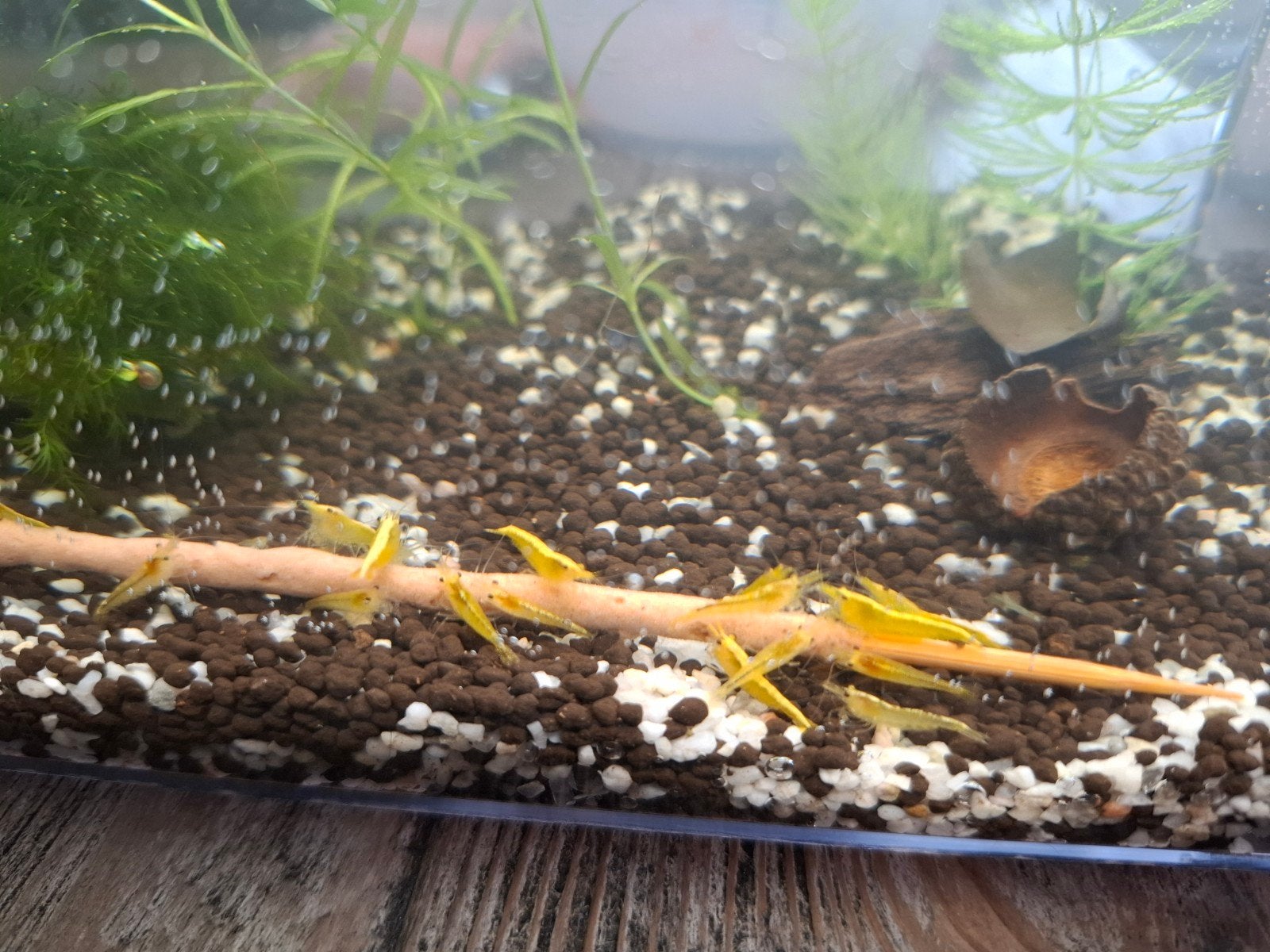 Citroen garnalen Neocardina Davidi, Dieren en Toebehoren, Vissen | Aquariumvissen, Kreeft, Krab of Garnaal