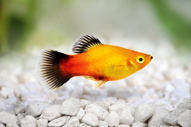 Nieuw huisje gezocht – 2 platy’s, Dieren en Toebehoren, Vissen | Aquariumvissen, Vis, Zoetwatervis, Schoolvis