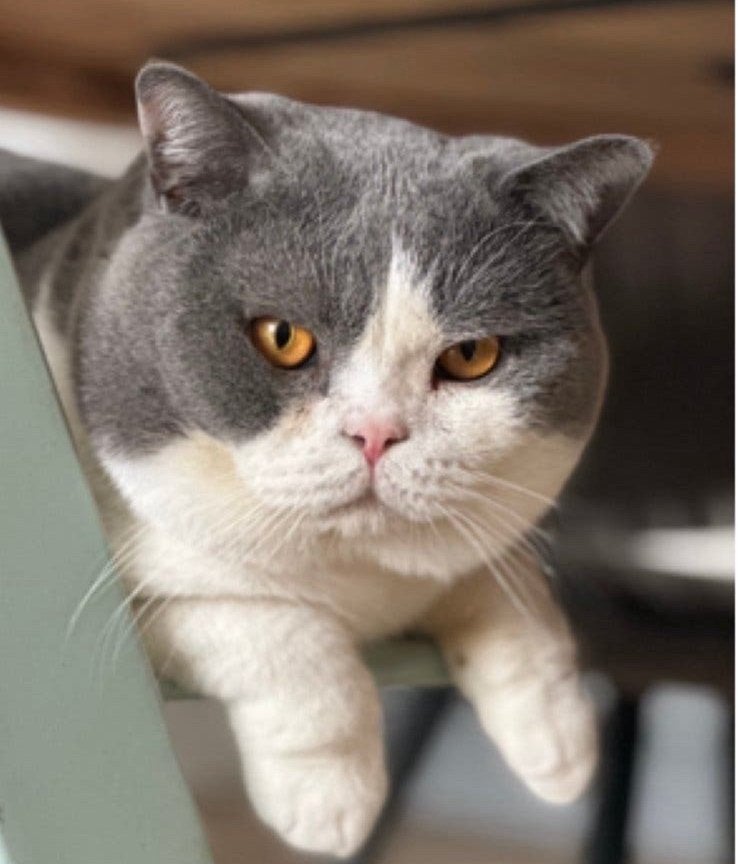 Prachtige Britse korthaar dekkater mag paar dekkingen doen🩶, Dieren en Toebehoren, Katten en Kittens | Dekkaters, 3 tot 5 jaar