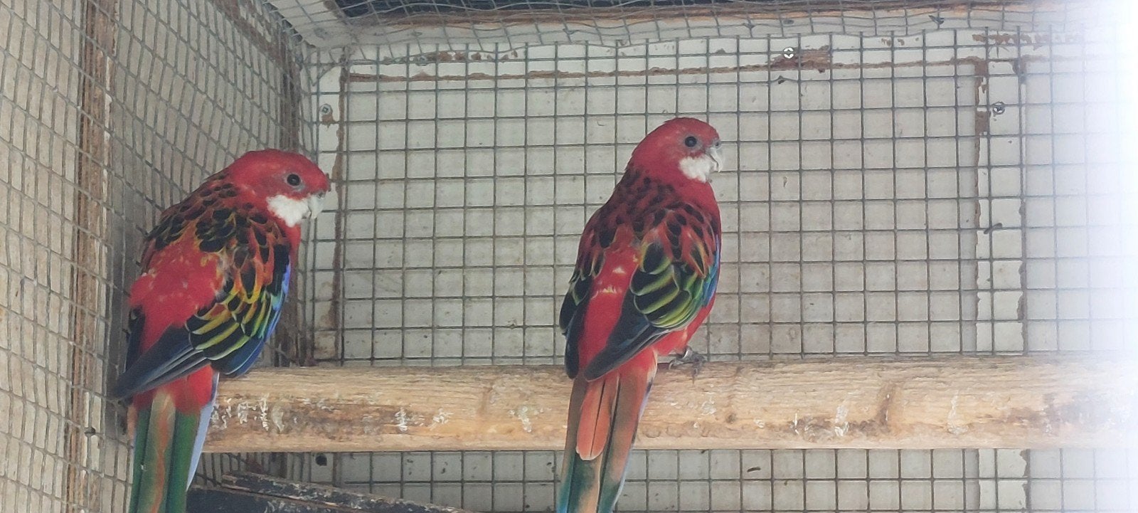 1 stel Rosella's