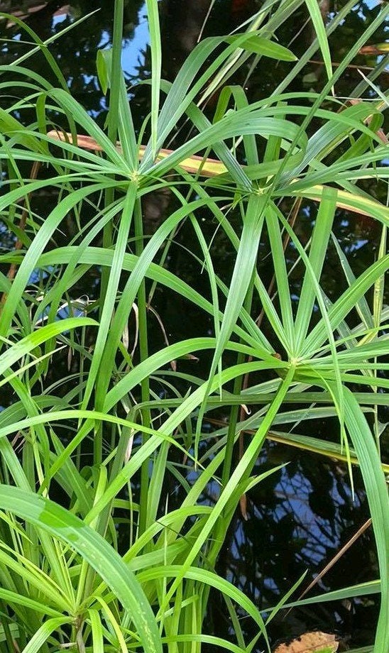 Papierplant (Papyrus sp.), Ophalen of Verzenden, Bloeit niet, Overige soorten, Volle zon