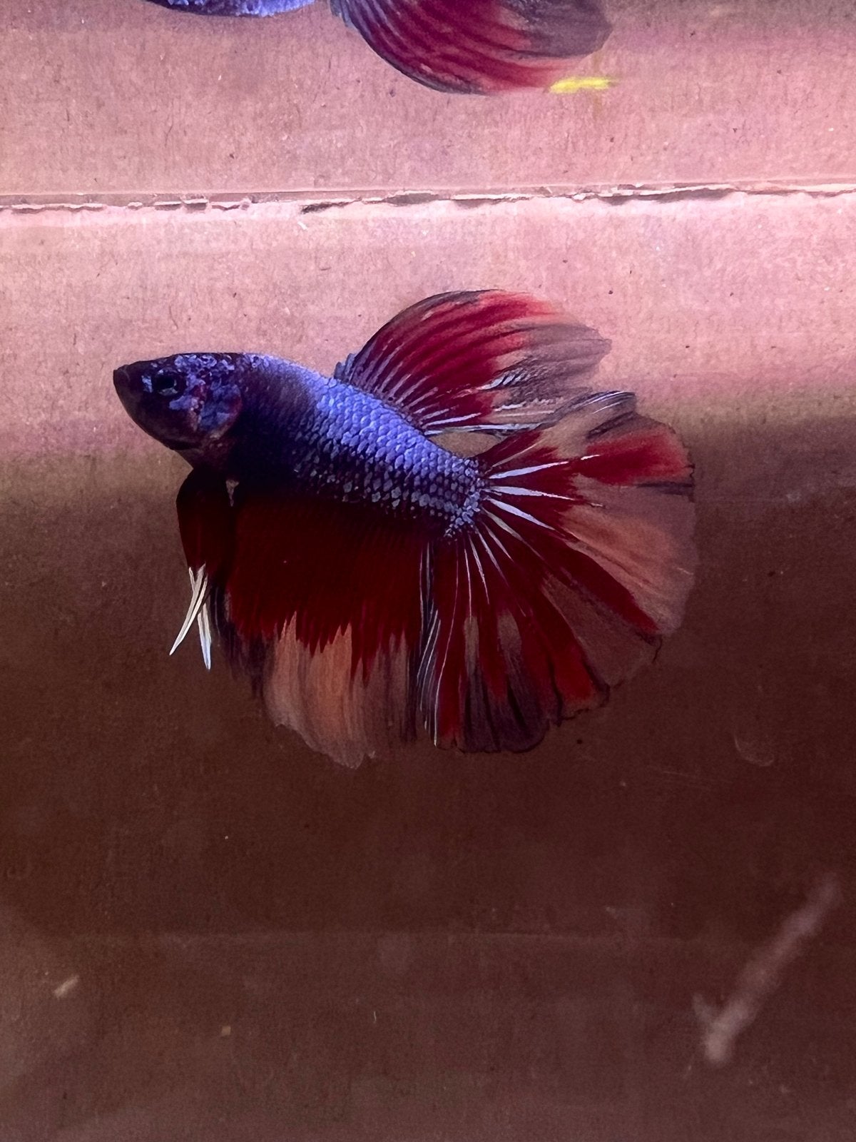 Betta, Dieren en Toebehoren, Vissen | Aquariumvissen, Vis