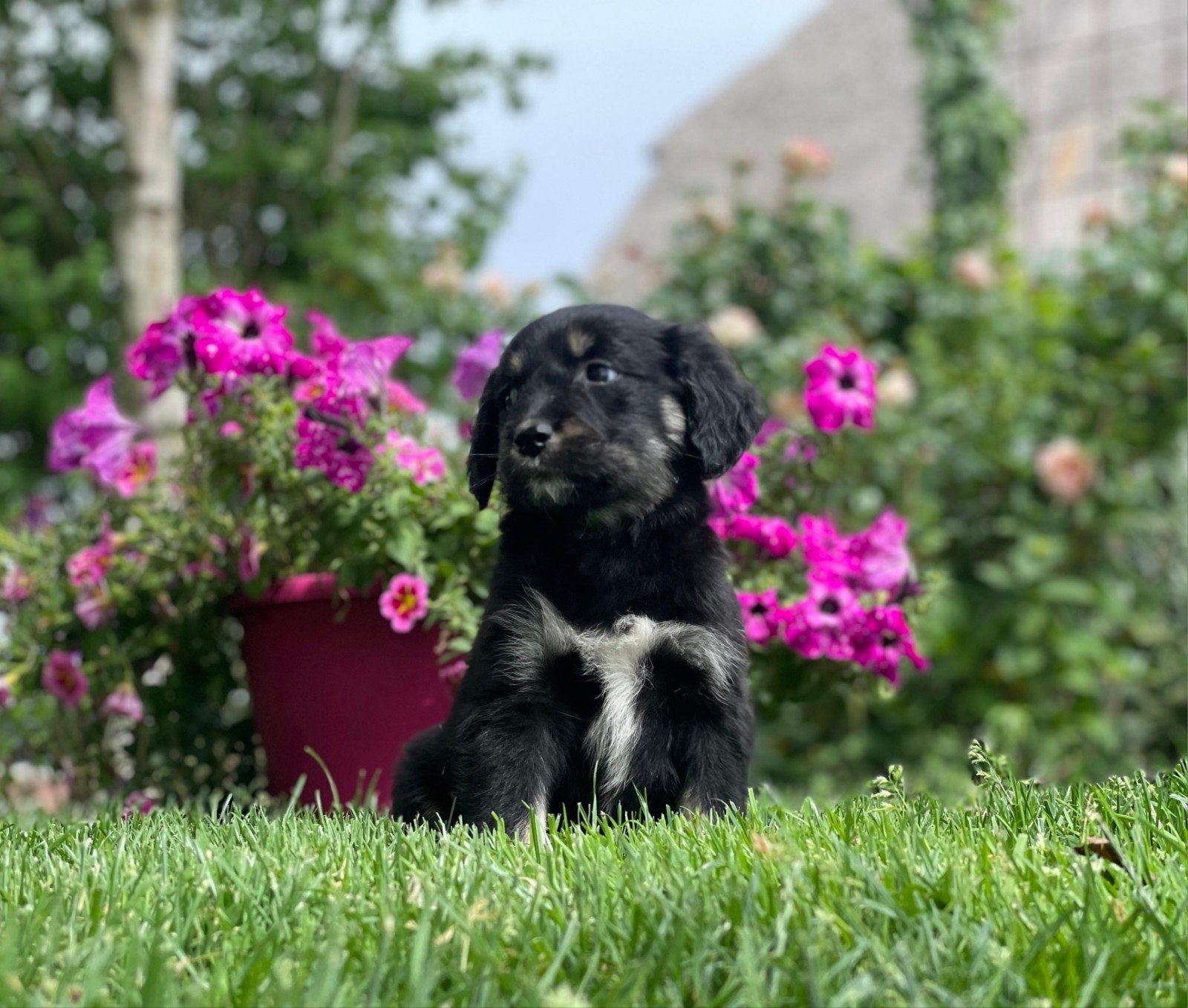 Friese Stabij pups x Golden Retriever pups uit stamboomlijn, Dieren en Toebehoren, Nederland, Parvo, Overige rassen, 8 tot 15 weken