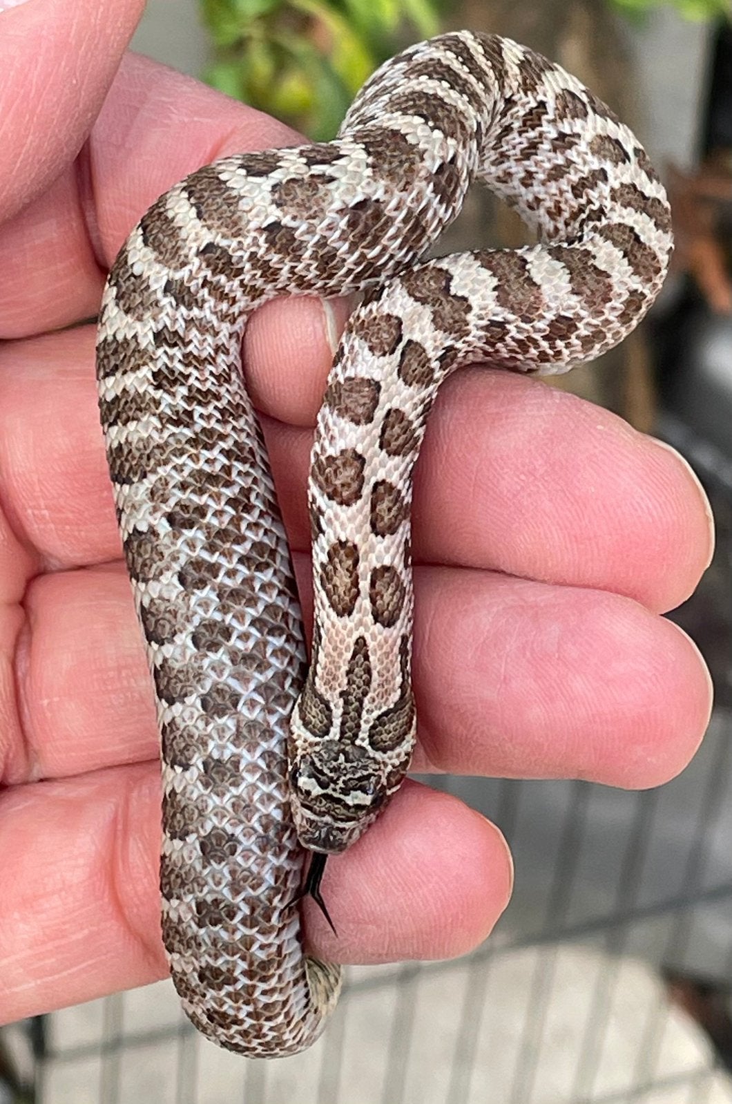 0.1 Heterodon nasicus ARCTIC SABLE het Albino Hognose Snake photo 4