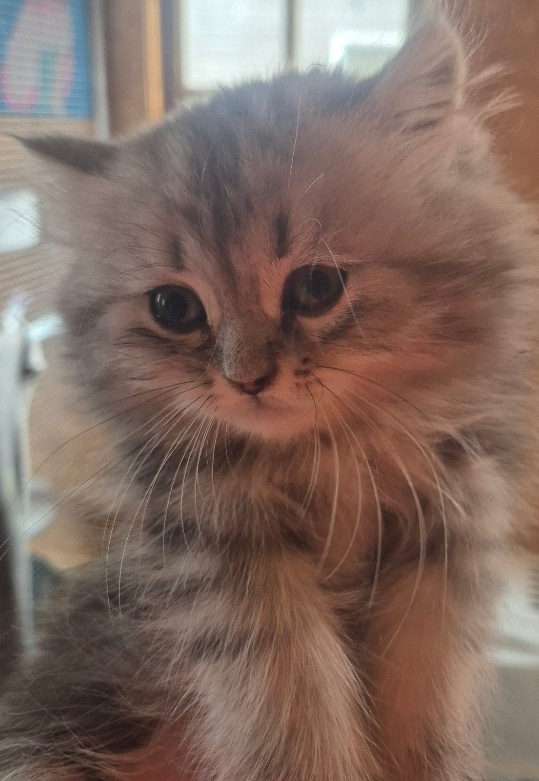 Prachtige  en hele lieve britse korthaar kittens  te koop, Meerdere dieren, Gechipt, 0 tot 2 jaar