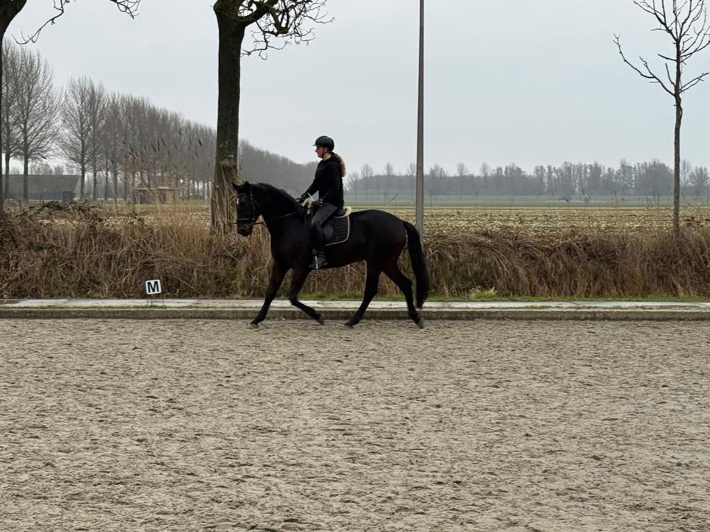 This is NaQueen x Kojak. Lieve betrouwbare 4-jarige ruin., Dieren en Toebehoren, Paarden, Met stamboom, Ruin, Dressuurpaard, Zadelmak