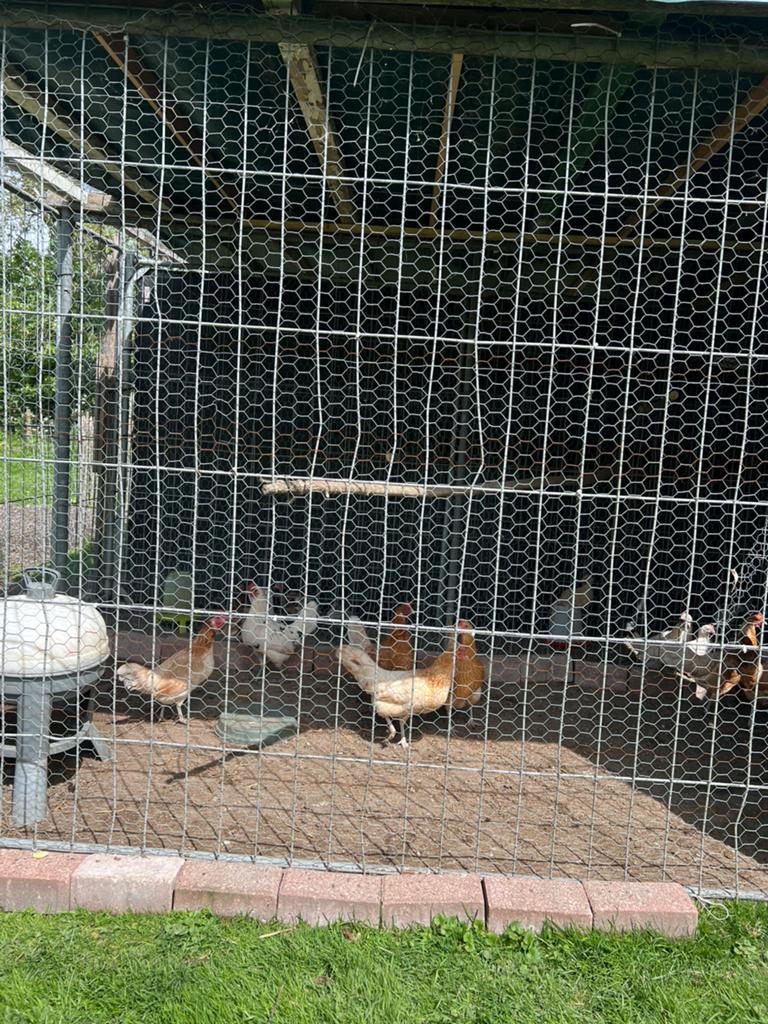 Kippen te koop, Dieren en Toebehoren, Vogels | Overige Vogels, Vrouwelijk