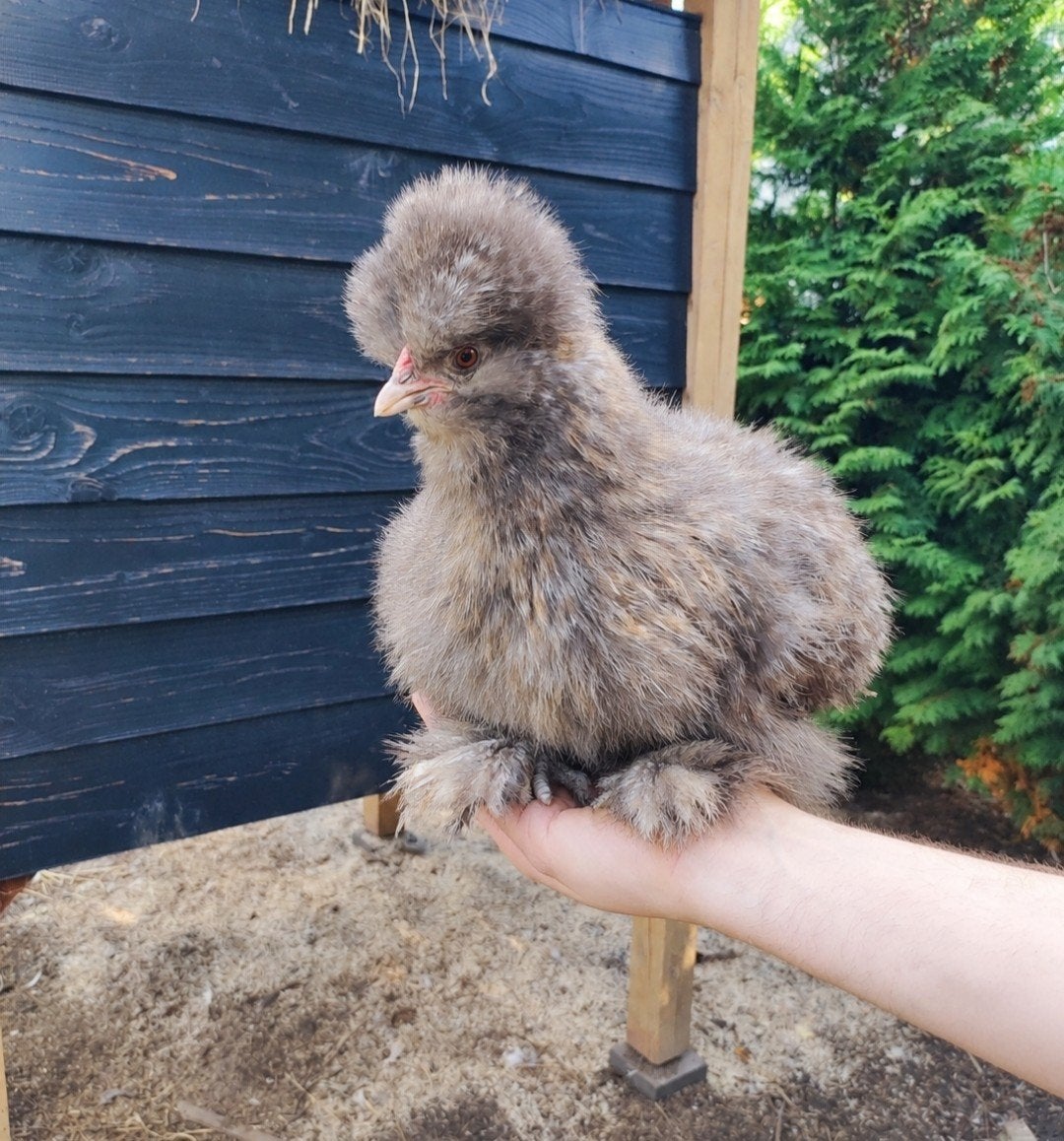 Zijdehoen hen / kip blauwpatrijs Silkie, Vrouwelijk, Kip