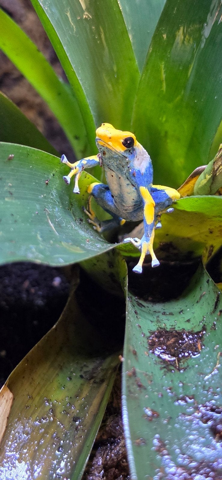 pijlgifkikker Frog photo 4