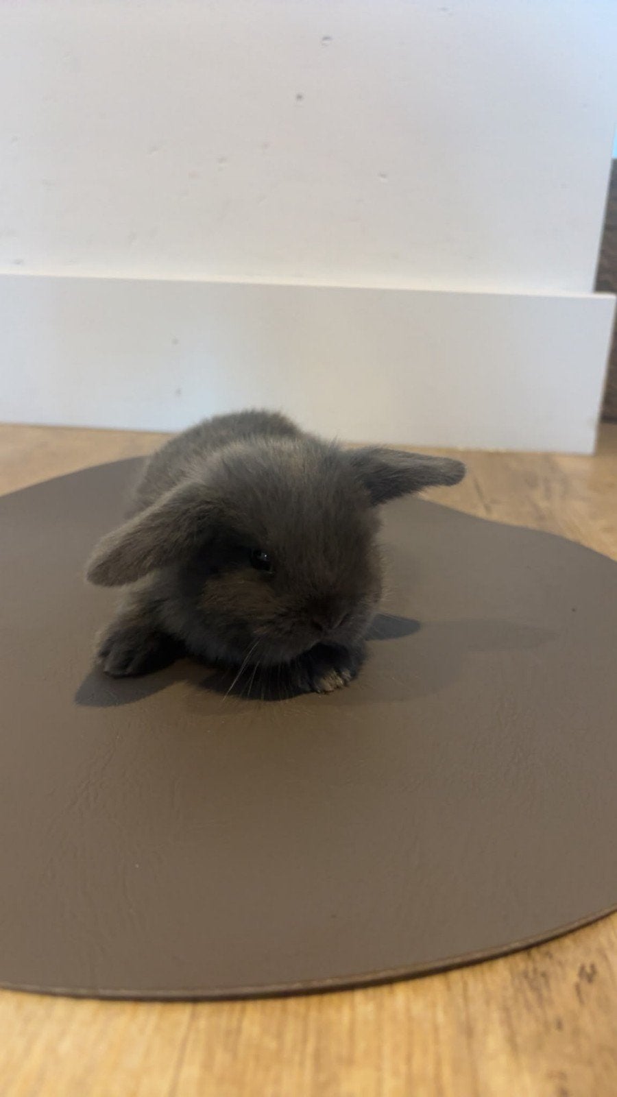 Baby konijntjes minilop Nederlandse hangoor, Meerdere dieren