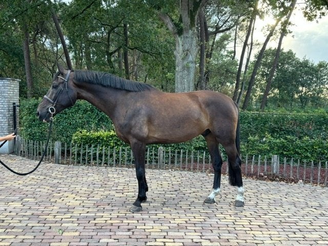 paard, Dieren en Toebehoren, Springpaard, Met stamboom, Ruin, Zadelmak