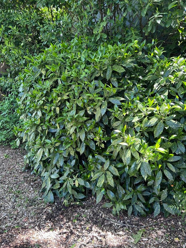 Japanse Broodboom - 2m hoog, 3m breed, Tuin en Terras, Vaste plant, Bloeit niet, Halfschaduw, Ophalen