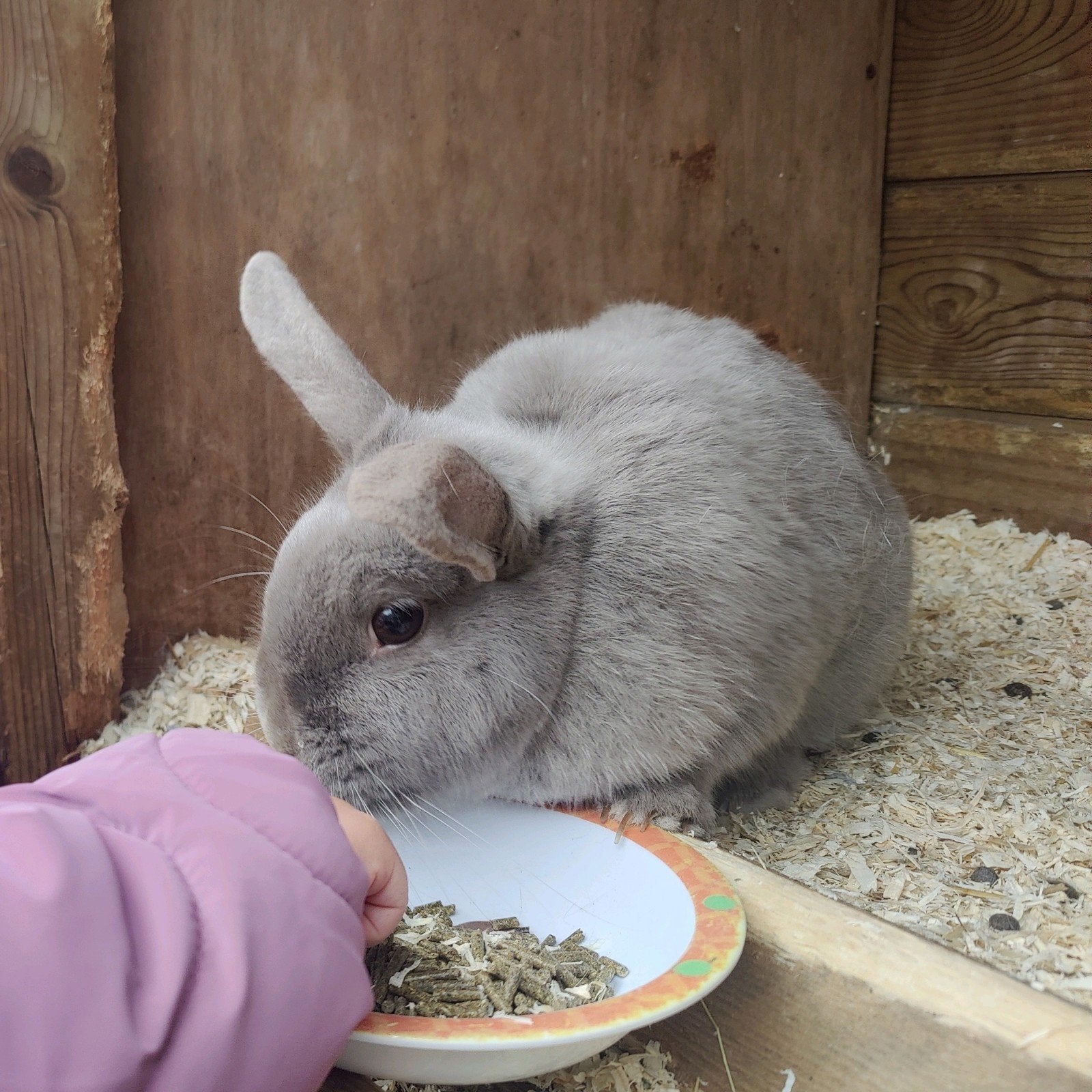 2 lieve konijnen zoeken een fijn huis, Dieren en Toebehoren, Konijnen, Vrouwelijk, Dwerg
