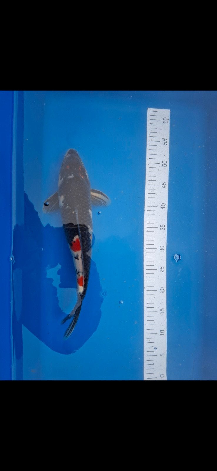 Koi., Karper of Koi
