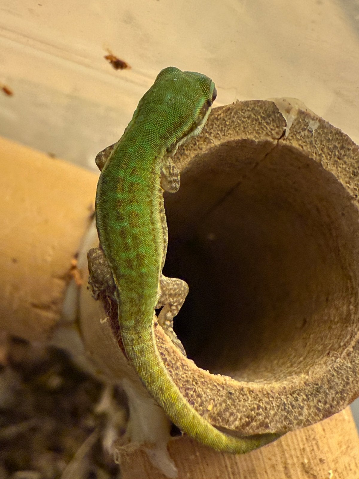 0.0.1 phelsuma cepediana, Dieren en Toebehoren, Reptielen en Amfibieën, Slang, 0 tot 2 jaar