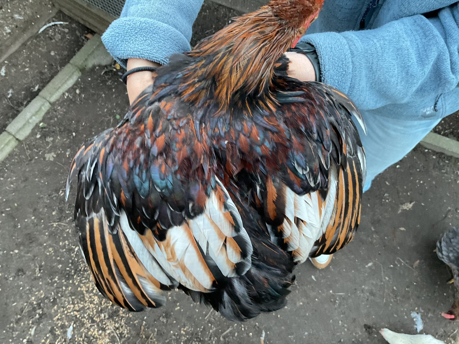 Heel mooi gekleurd, Cochin kriel haantje. 6 maanden oud., Ophalen