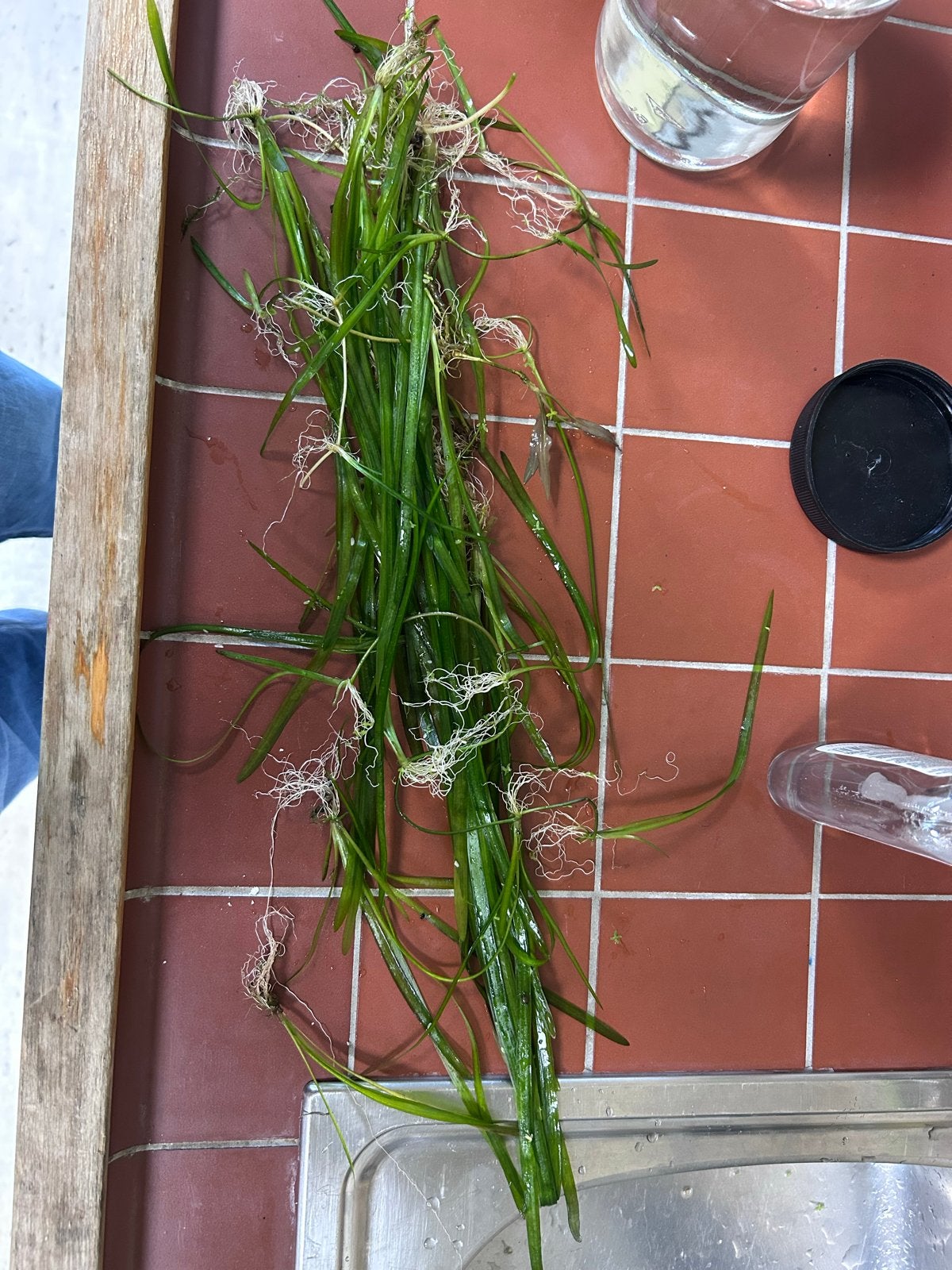 Vallisneria planten, Ophalen, Plant(en), Steen of Hout