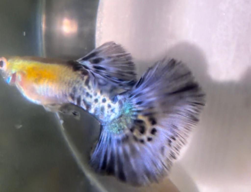 🐟🔵🐆Metal Blue Leopard🔵🐆 🐟 Guppen (OP=OP) raszuiver, Vis, Zoetwatervis