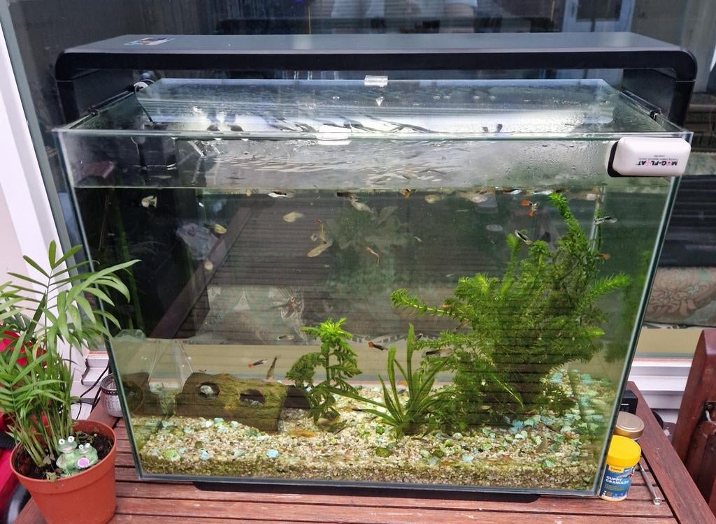 SuperFish home 80 aquarium

Met Vissen, Dieren en Toebehoren, Vissen | Aquaria en Toebehoren, Ophalen, Inclusief vissen, Zo goed als nieuw