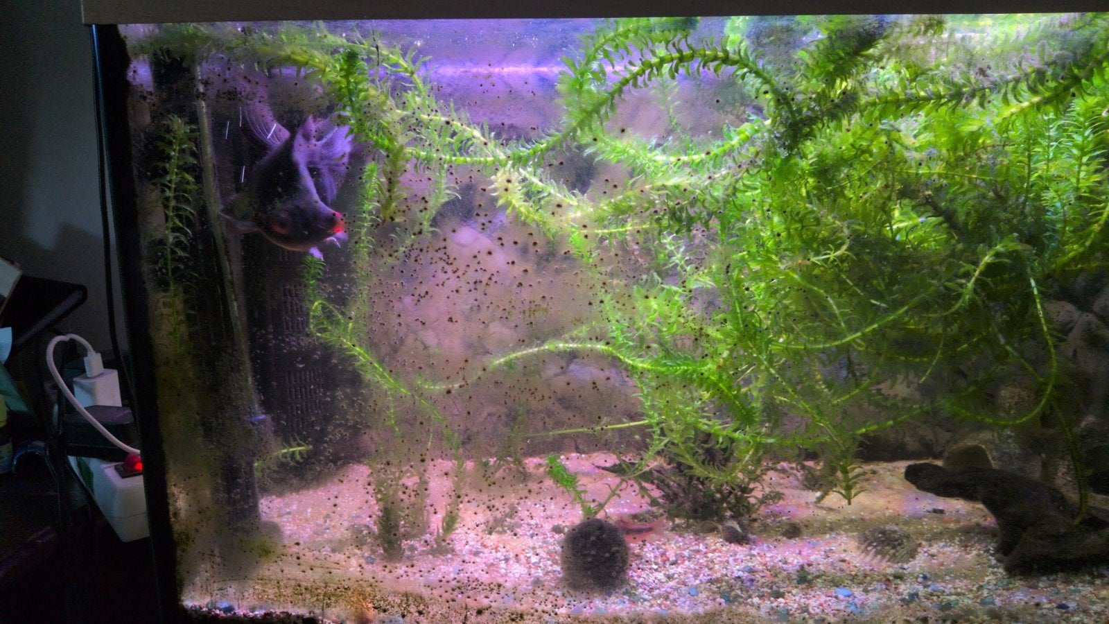 Aquarium 110 L met 1 sluierstaart en 3 meervalletjes, Dieren en Toebehoren, Vissen | Aquariumvissen, Vis, Zoetwatervis
