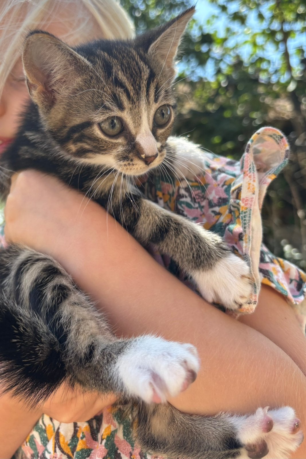 Europese korthaar kittens geboren 6 mei, Dieren en Toebehoren, Meerdere dieren