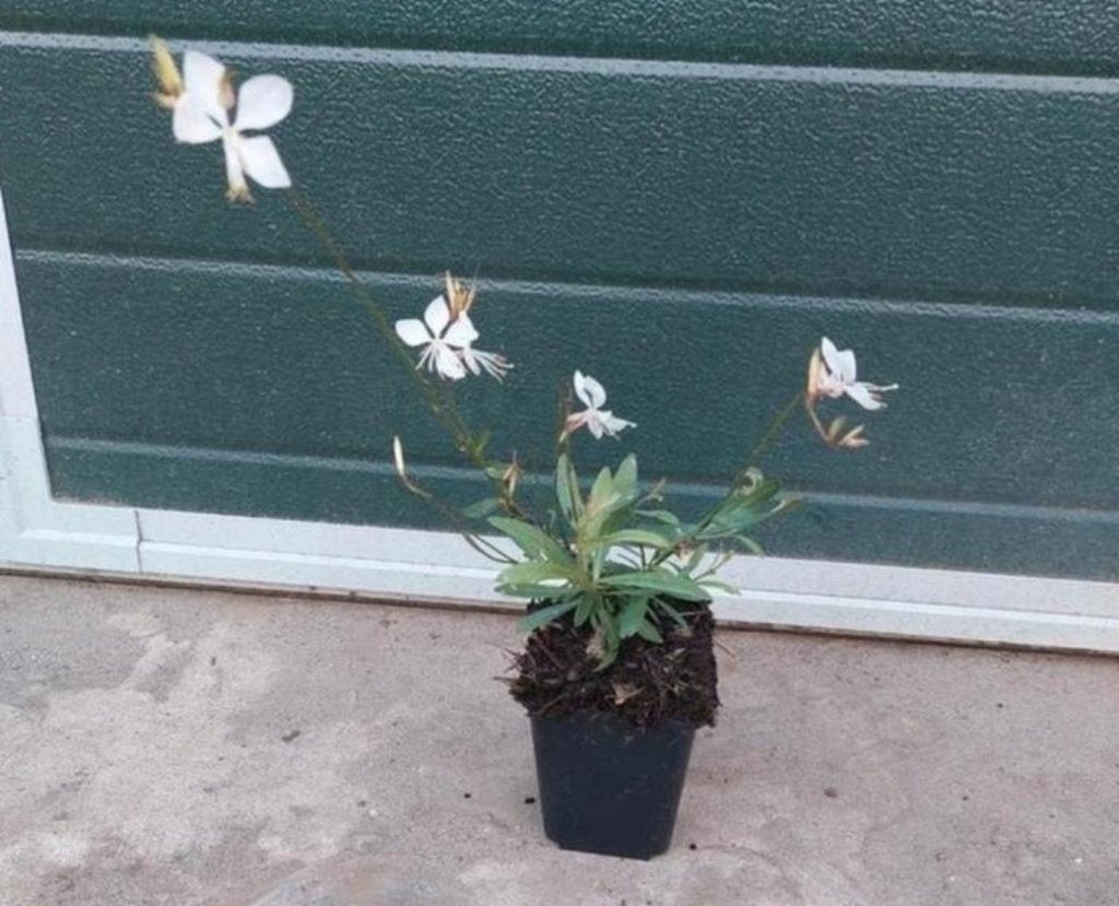 Gaura lindheimeri whirling butterflies, Tuin en Terras, Volle zon, Vaste plant, Lente, Ophalen