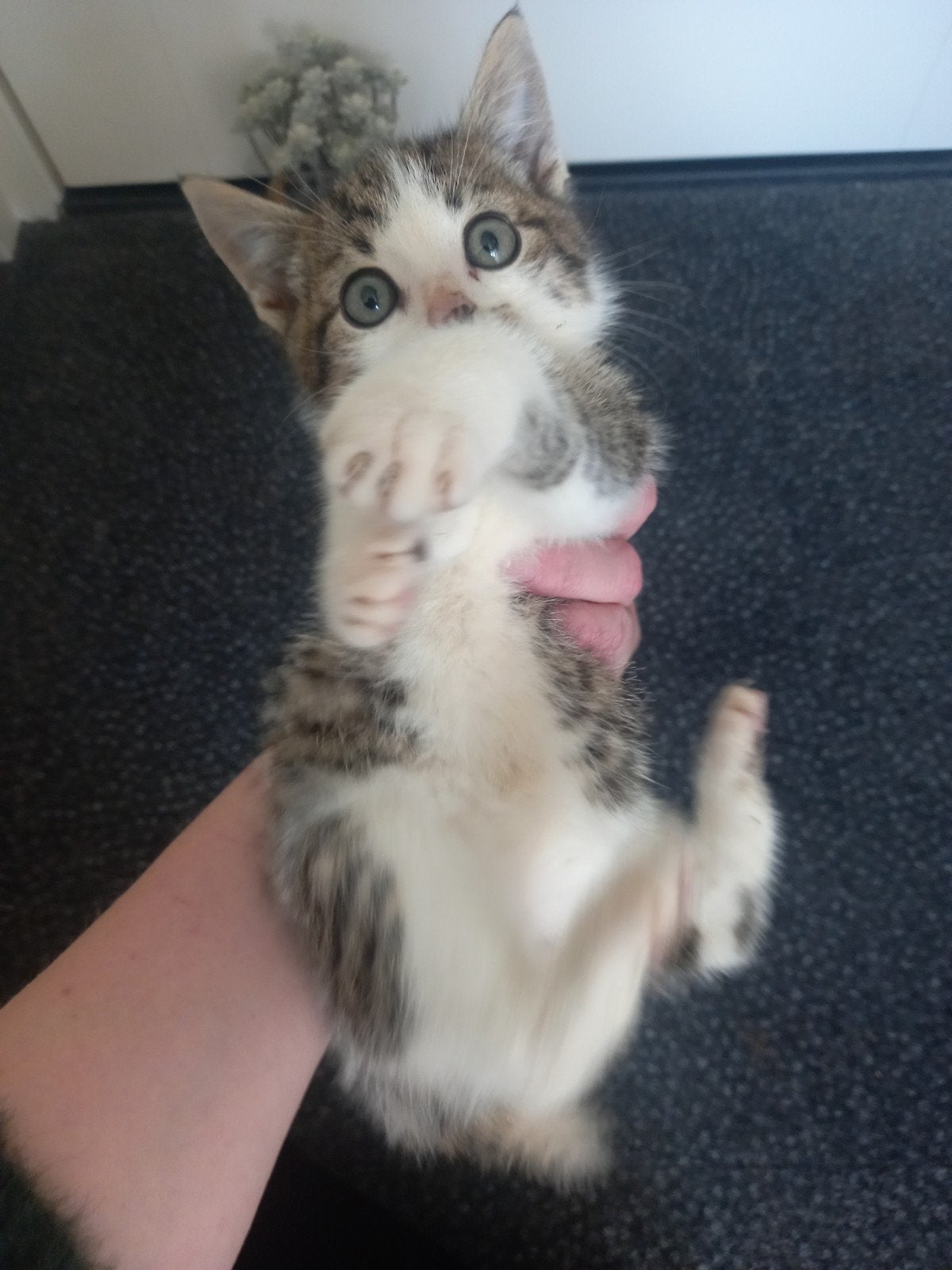prachtig grijs/witte kitten mag naar een goed huisje!, Dieren en Toebehoren, Kater