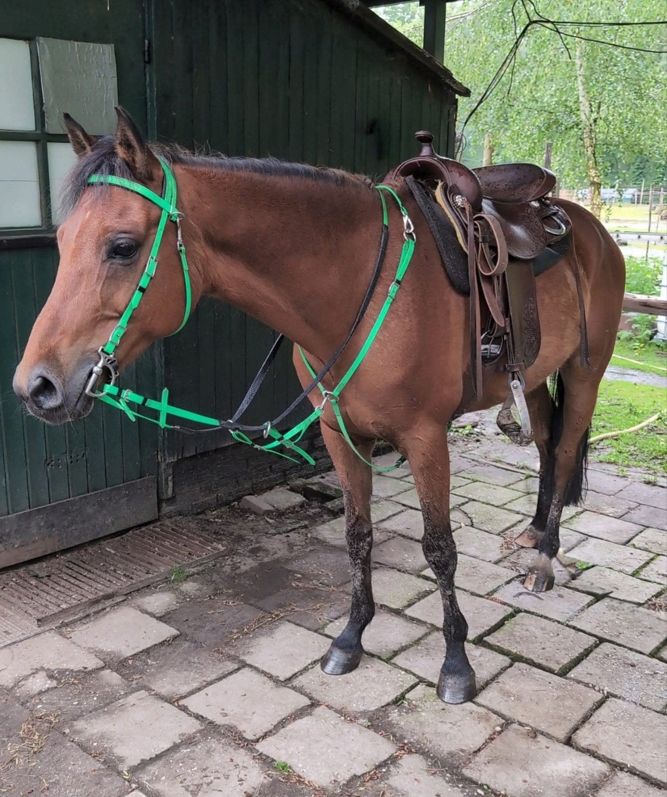 Nrps ruin d pony 1,48 (niet officieel gemeten), Met stamboom, Ruin, Zadelmak, 11 jaar of ouder