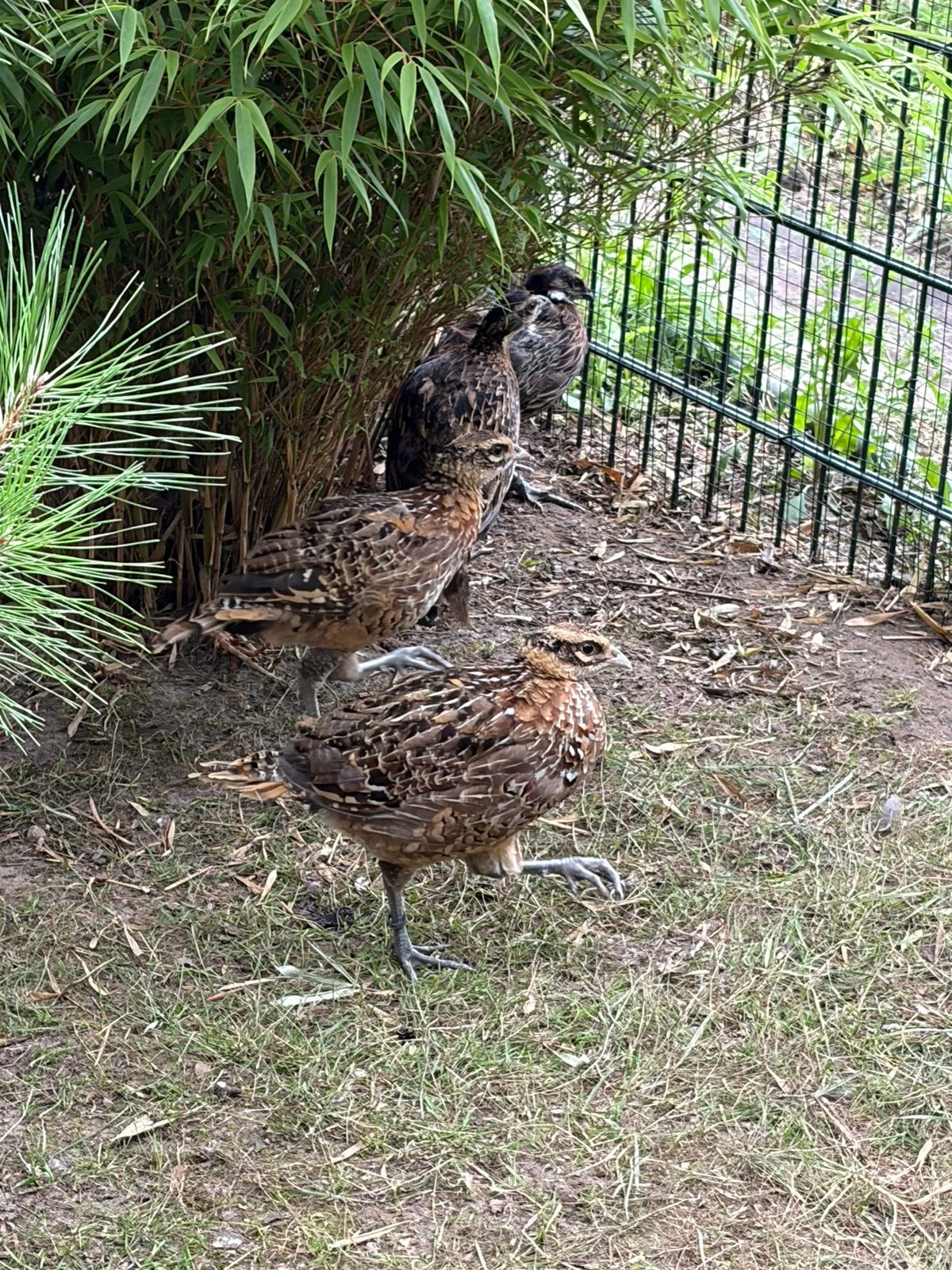 Koningsfazanten, Dieren en Toebehoren, Pluimvee, Meerdere dieren, Kip