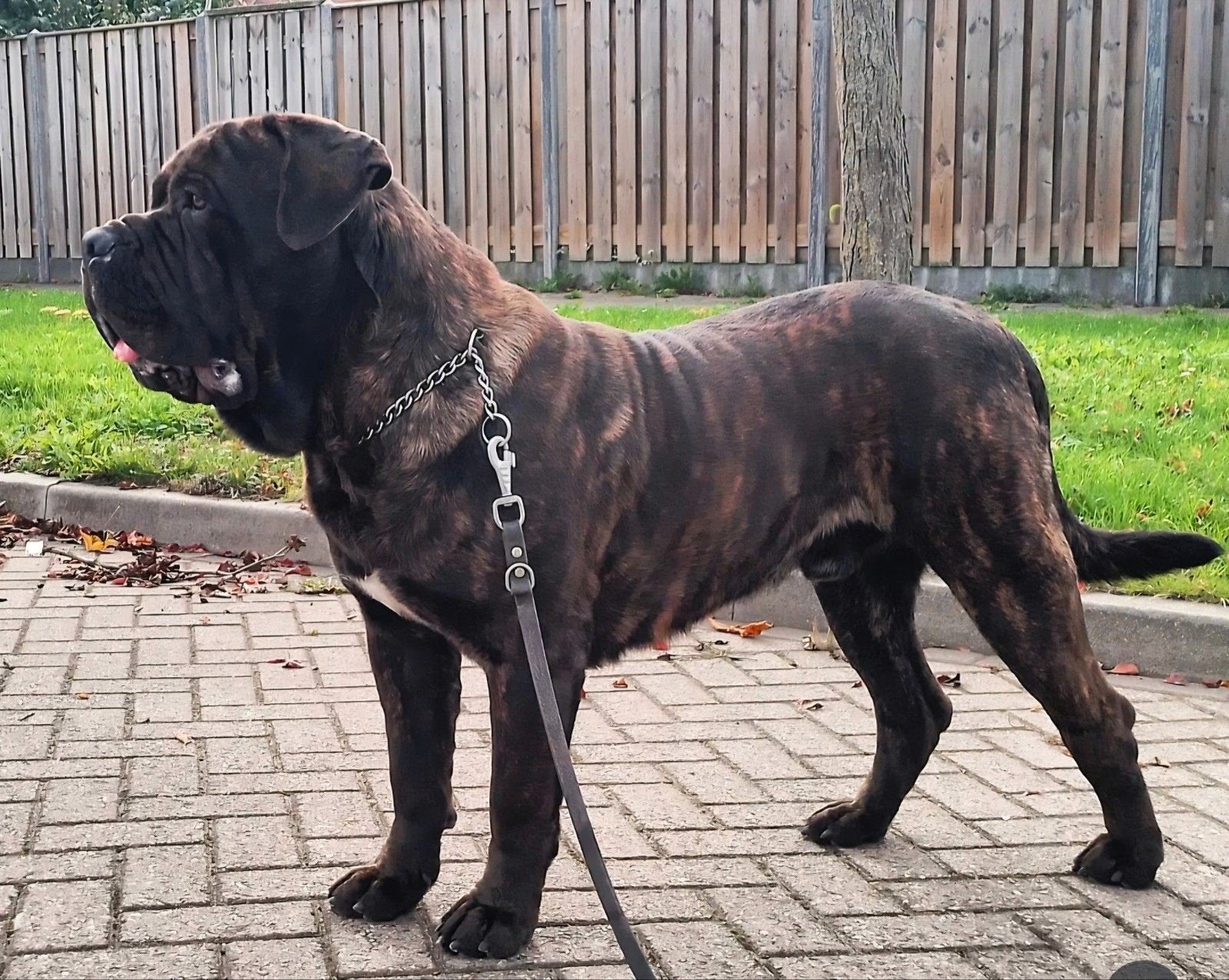 Dekreu aangeboden, Dieren en Toebehoren, Reu, 1 tot 2 jaar, Eén hond, Nederland